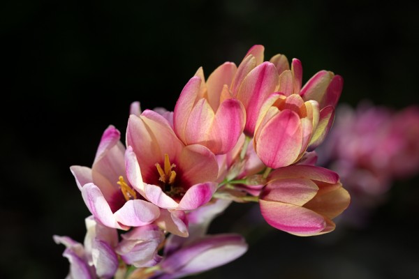 Ixia Flowers In Pink by Joy Watson